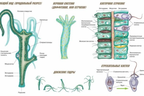 Kraken 19at